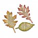 Sizzix® Bigz™ Die - Tattered Leaves By Tim Holtz®