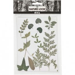 Creativ Company® Nature Look - Pressed Foliage